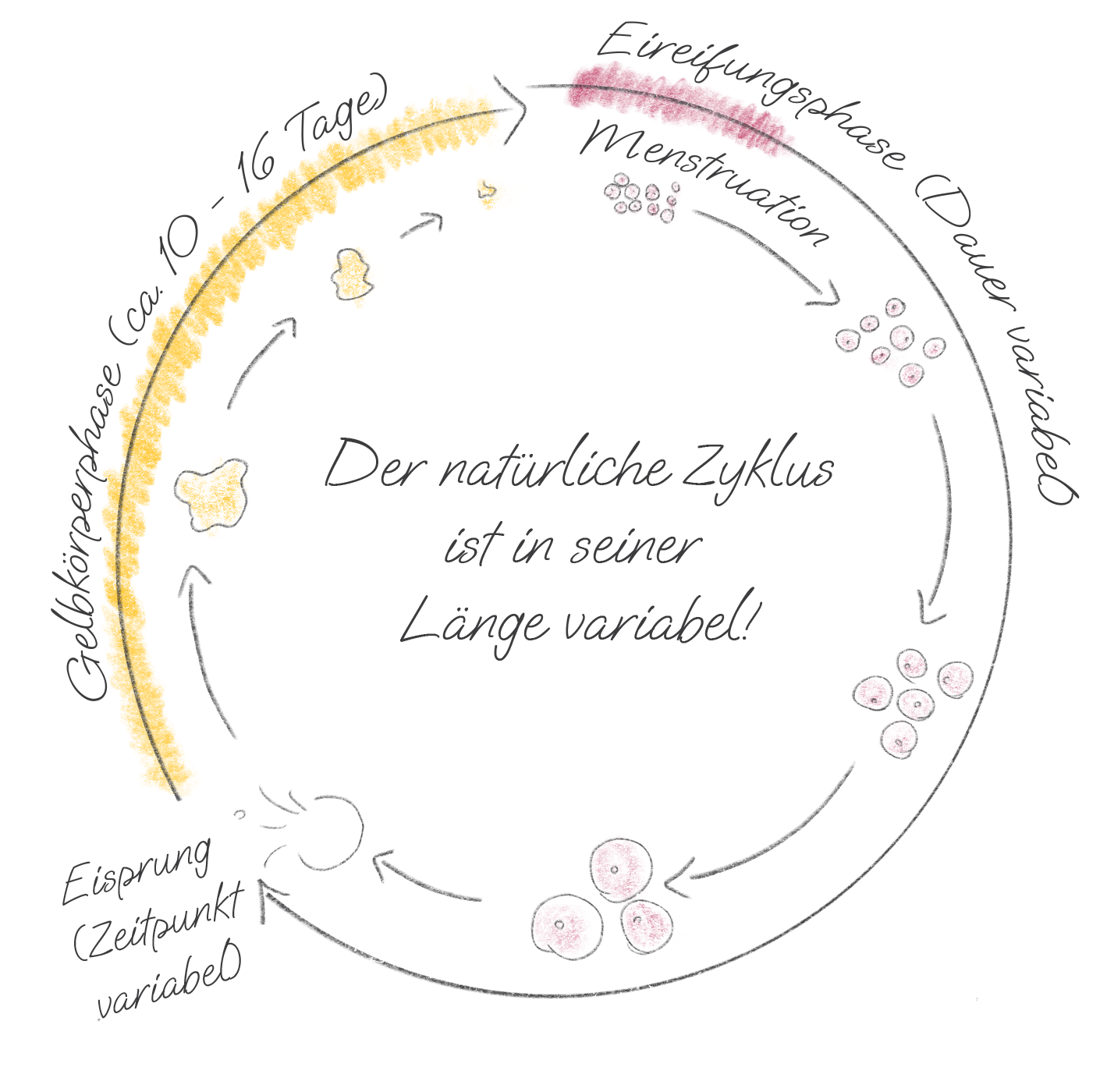 Der natürliche Zyklus – Eireifungsphase, Eisprung, Gelbkörperphase